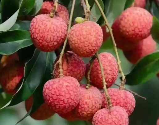 荔枝