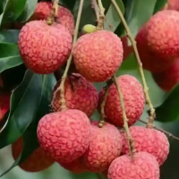 荔枝